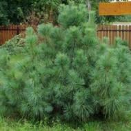 Растение Сосна веймутова / Pinus strobus Radiata, C15