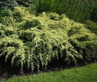 Растение Можжевельник чешуйчатый / Juniperus squamata Dream Joy, С20 Ра 80-100