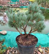 Растение Сосна обычная / Pinus sylvestris Watereri, С20