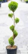 Растение Кипарисовик лавсона / Chamaecyparis lawsoniana Ellwoodii (форм), С7,5