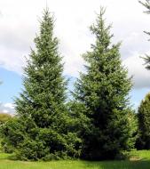 Растение Ель сербская формованная/ Picea omorica, ком H150-170