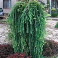 Растение Лиственница европейская / Larix decidua Pendula, С10 Ра