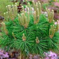 Рослина Сосна густоквіткова / Pinus densiflora Low Glow, С10