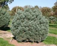 Рослина Сосна звичайна / Pinus sylvestris Watereri, С10