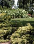 Растение Гинкго билоба / Ginkgo biloba Pendula, С12 Ра