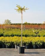 Рослина Гінкго білоба / Ginkgo biloba Mariken, C10 Pa