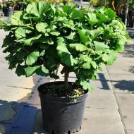 Растение Гинкго билоба / Ginkgo biloba Troll, С10 Ра