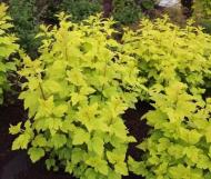 Растение Пузыреплодник / Physocarpus opulifolius Luteus, С5 Pa 80-100