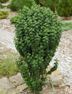 Растение Дерен кроваво-красный / Cornus sanguinea Compressa, Pa 80-100 С3