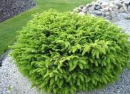 Ель Ель обыкновенная / Picea abies Nidiformis, C7.5