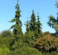 Ель Ель обыкновенная / Picea abies Rothenhaus С30 H140-160