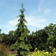 Ель Ель обыкновенная / Picea abies Rothenhaus С30 H160-180