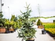 Ель Ель колючая / Picea pungens Hoto С45 140-160