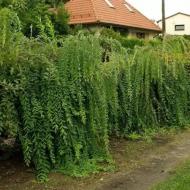Растение Ива / Salix integra Pendula, С5 Ра