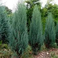 Растение Можжевельник скальный / Juniperus scopulorum Blue Arrow С20