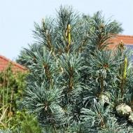 Рослина Сосна дрібноквіткова / Pinus parviflora Blauer Engel, C20