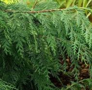 Растение Кипарисовик нутканский / Chamaecyparis nootkatensis Filip Golden Ters С7,5