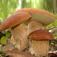 Міцелій Яскрава білі гриби сітчастий 50 г