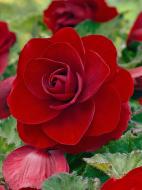 Клубень бегонии махровой Красной 1 шт.