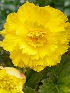 Клубень бегонии фимбриаты Желтой 1 шт.