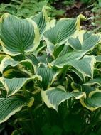 Корневище хосты Еллоу Ривер 1 шт.