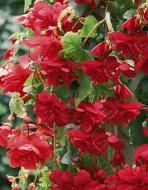 Клубень бегонии Пендула Красной 1 шт.