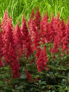 Кореневище астільби Весувіас 1 шт.