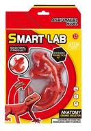 Набор исследователя Maya Toys Анатомия животных Ящерица 803B