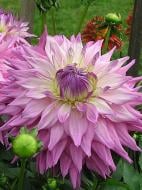 Корнеклубень георгины динеплейт Сэр Алф Рэмзей 1 шт.