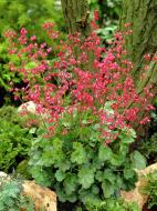 Корневище гейхеры Сангвиниа 1 шт.