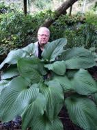 Корневище хосты Ти Рекс 1 шт. Корневище хосты Ти Рекс 1 шт.