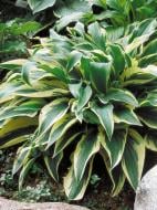 Корневище хосты Волверин 1 шт.