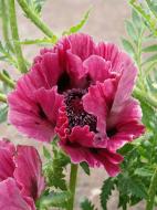 Корневище мака Болеро 1 шт.