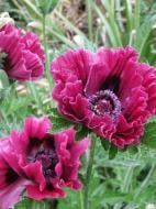 Корневище мака Харлем 1 шт. Корневище мака Харлем 1 шт.