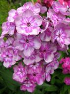 Кореневище флокса Меджік Блу 1 шт.