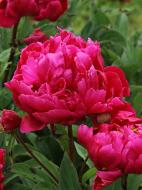 Корневище пиона Карл Розенфилд 1 шт. Корневище пиона Карл Розенфилд 1 шт.