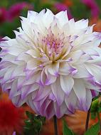 Корнеклубень георгины динеплейт Фернклиф Иллюжн 1 шт.