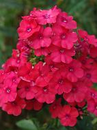 Кореневище флокса Місс Мері 1 шт.