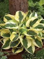 Кореневище хости Брім Кап 1 шт.