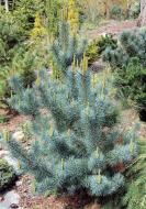 Растение Сосна мелкоцветная / Pinus parviflora Blue Wawe C15