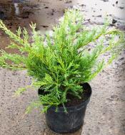Растение Можжевельник виргинский / Juniperus virginiana Hetz Bonsay C80