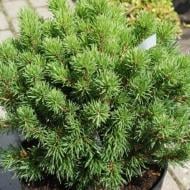 Растение Сосна крючковатая / Pinus unciniata Nana 3