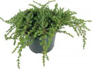 Растение Можжевельник обыкновенный / Juniperus communis Green Mantle С10 Ра