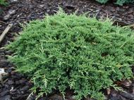 Растение Можжевельник горизонтальный / Juniperus horizontalis Prince of Wales С10 Ра