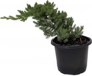 Растение Можжевельник лежачий / Juniperus procumbens Nana С10 Ра