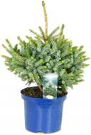 Растение Ель сербская / Picea omorika Nana С20 Ра