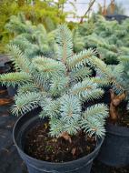Растение Ель колючая / Picea pungens Glauca Globosa С10 Ра