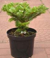 Пихта корейская / Abies koreana Cis, С20 Pa