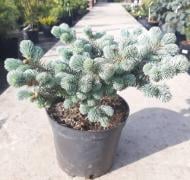 Ель колючая / Picea pungens Glauca Globosa, С40 Ра