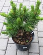 Растение горная / Pinus mugo Sunshine, С10 Ра